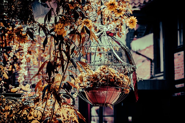 Jardín, Naturaleza, Bloom, Flores, Otoño