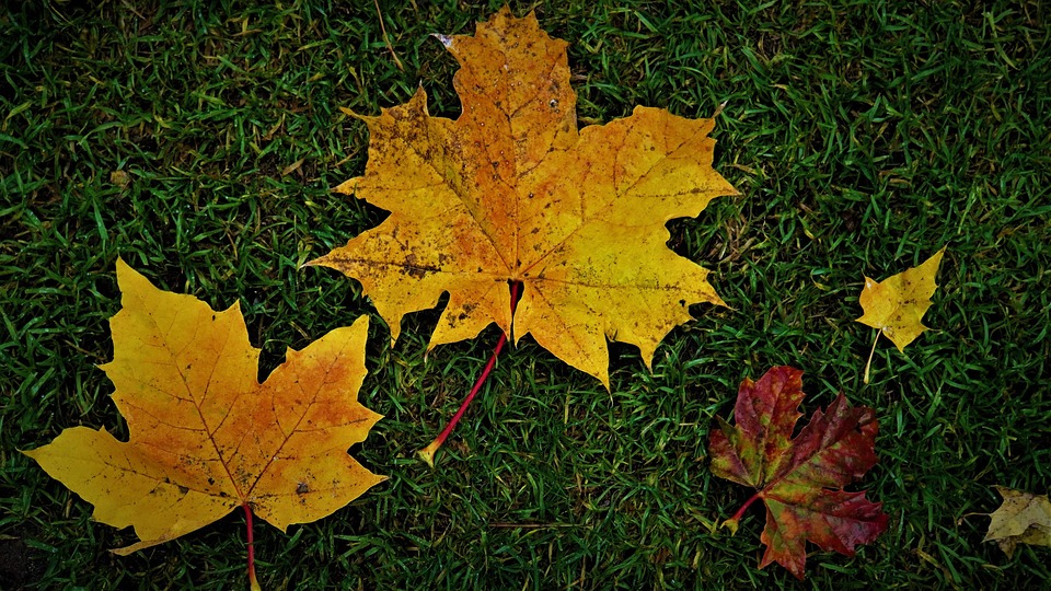Autumn Leaves Foliage - Free photo on Pixabay - Pixabay