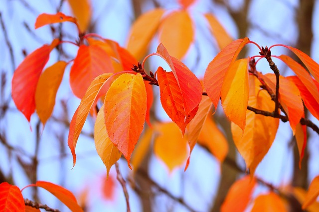 Free Leaves Nature photo and picture