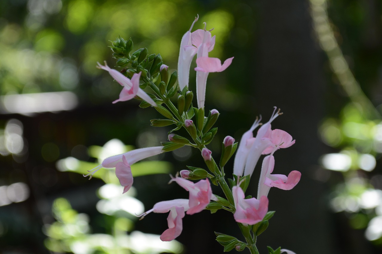 Sage Flowers Plant Pink Free photo on Pixabay Pixabay