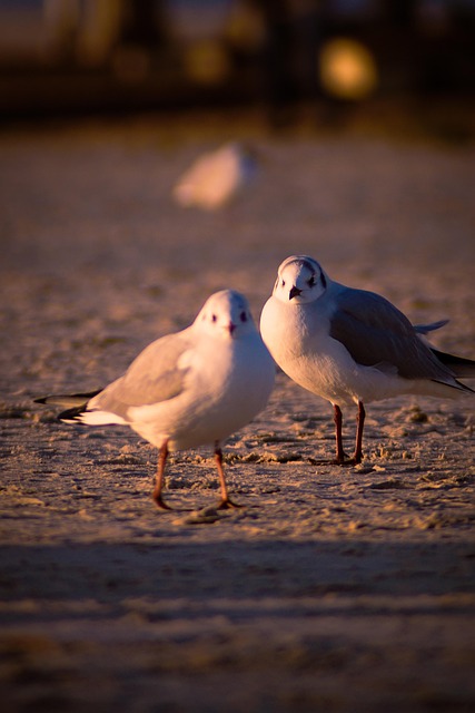 Pájaro, Gaviotas, Ornitología, Animal