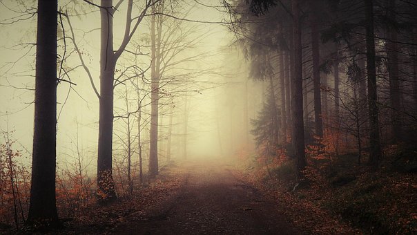 Free Forest Fog photo and picture