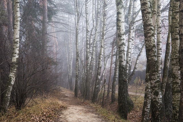 Cesta, Stromy, Hmla, Príroda, Krajina