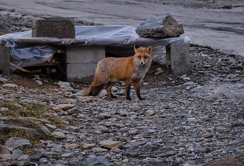 Vulpe, Animal, Natura, Pădure, Faună