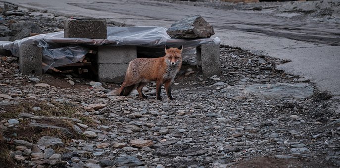Vulpe, Animal, Viata Salbatica, Natura