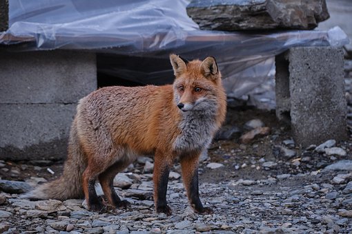 Vulpe, Animal, Canin, Mamifer