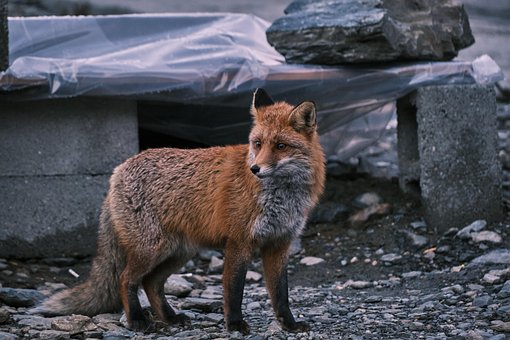 Red Fox, Vulpe, Vulpea Roșie Europeană