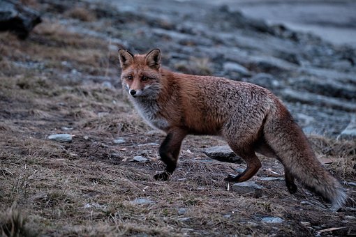 Red Fox, Vulpe, Vulpea Roșie Europeană