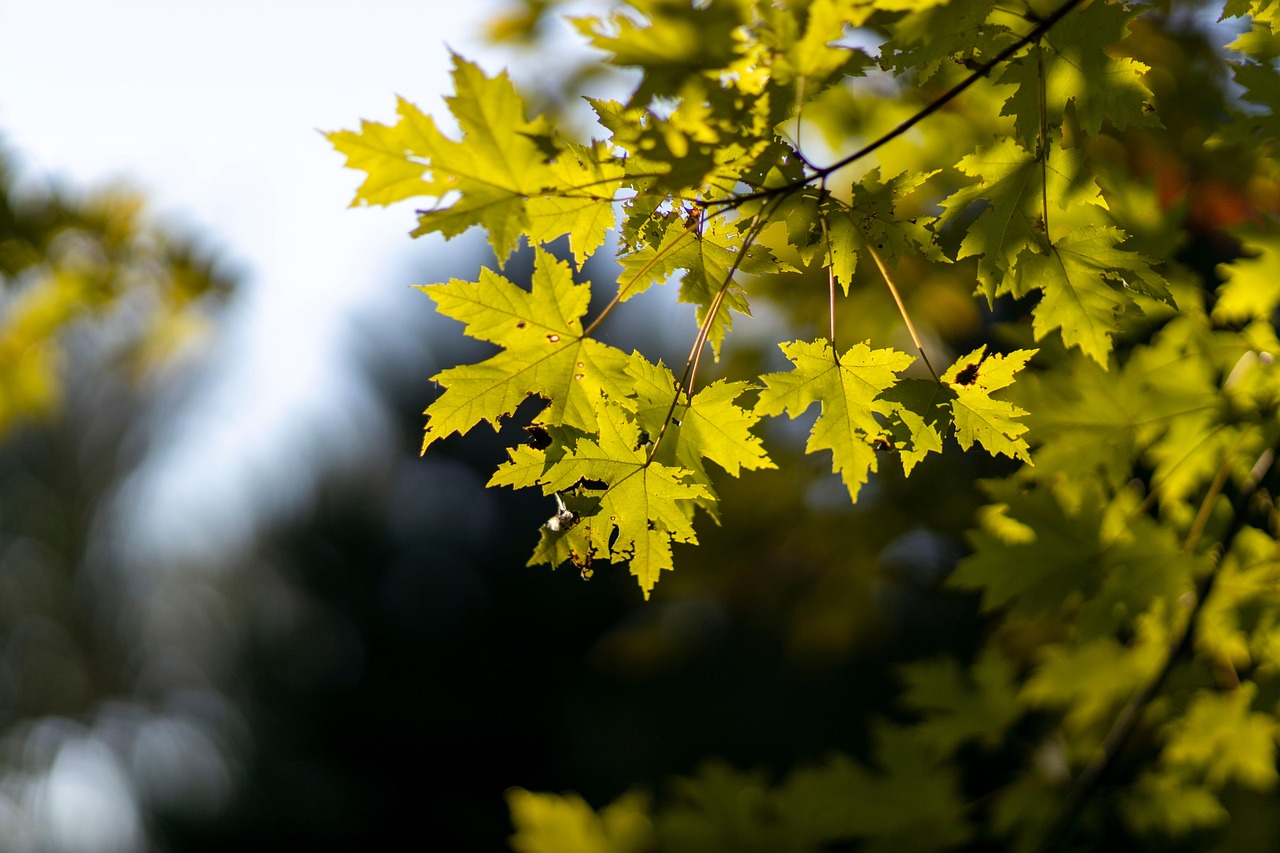 枫 树叶 落下 - Pixabay上的免费照片 - Pixabay