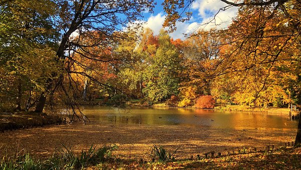 Herbst, Park, Natur, Blätter, Bäume