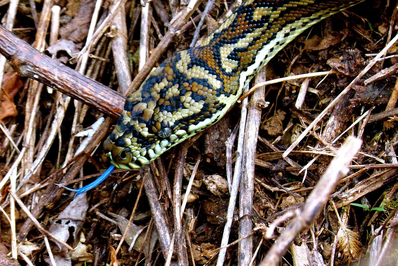Serpent Reptile Python - Photo gratuite sur Pixabay - Pixabay
