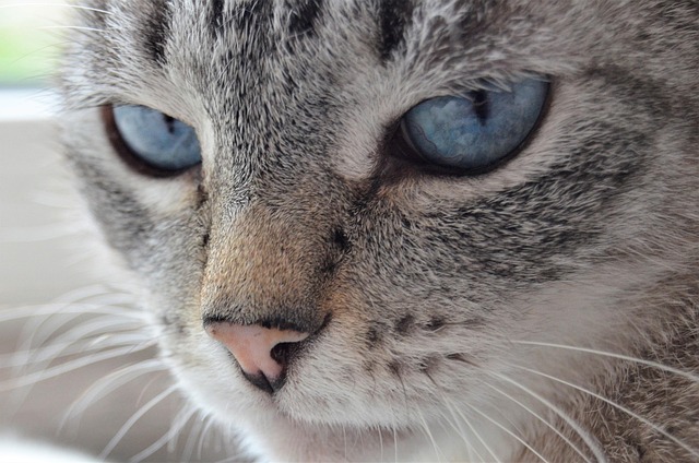 Katze, Augen, Tier, Blaue Augen