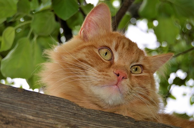 Katze, Katzen, Baum, Haustier, Tier