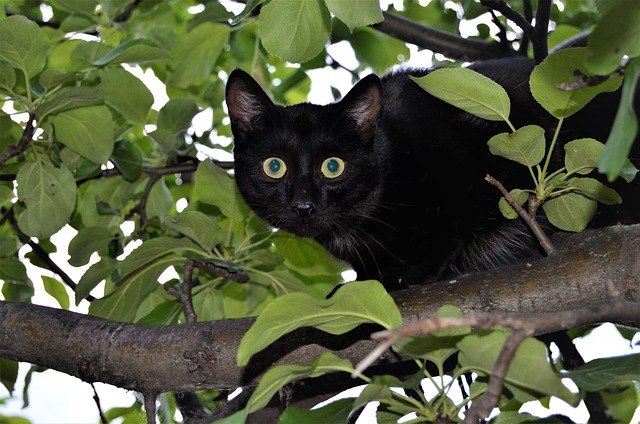 Katze, Natur, Schwarze Katze, Baum, Tier