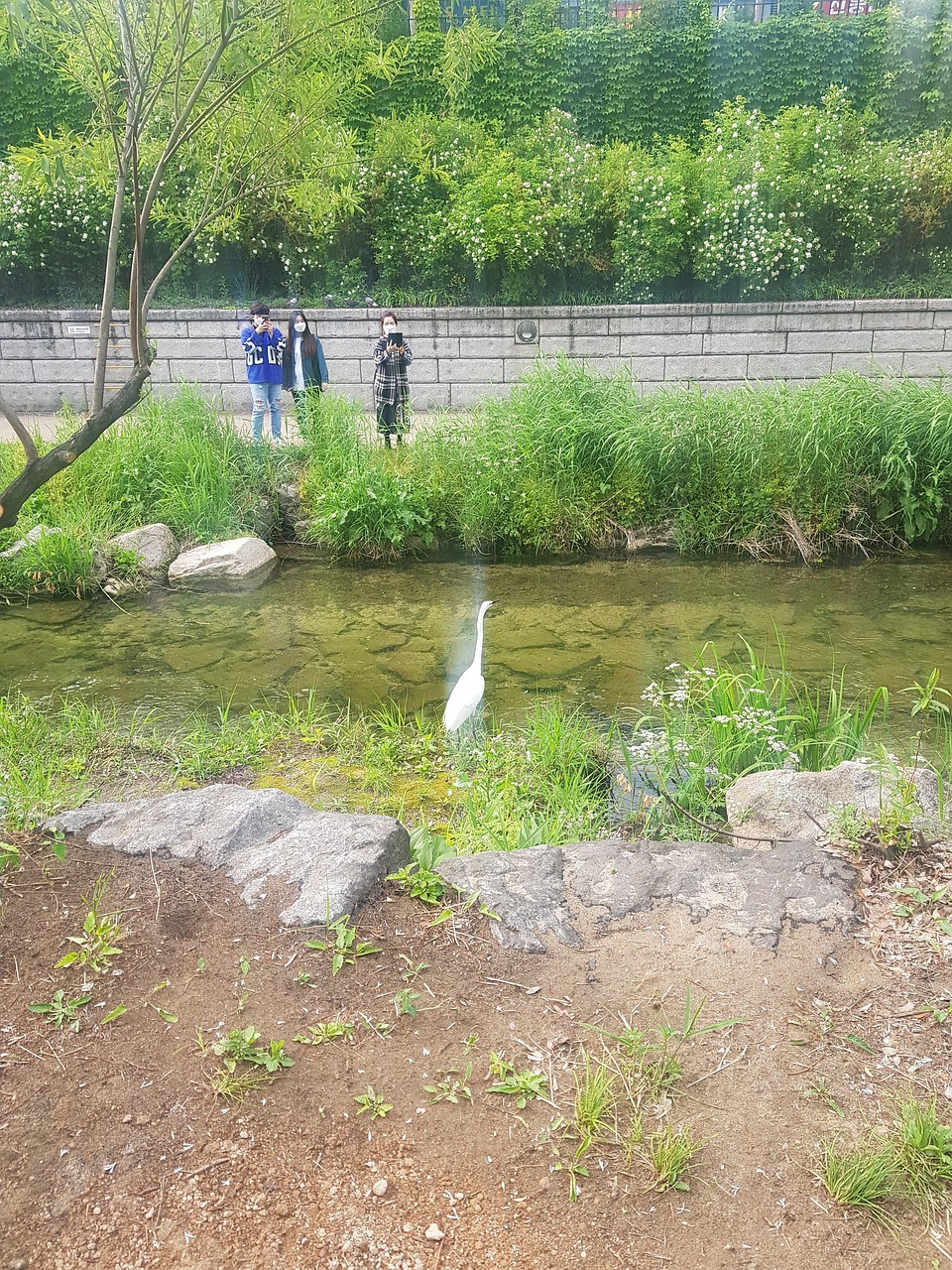 Deux Solutions Cheonggyecheon - Photo gratuite sur Pixabay - Pixabay