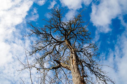 Baum, Geäst, Himmel, Kahler Baum, Stamm