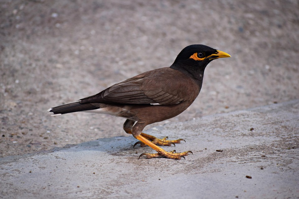 Indian Myna Common Free photo on Pixabay Pixabay