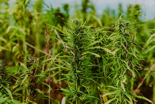 Hamp, Marihuana Plantage, Gryde
