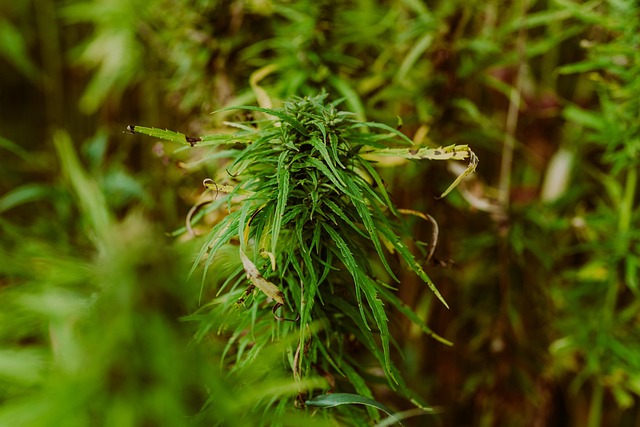 Hamp, Marihuana Plantage, Gryde