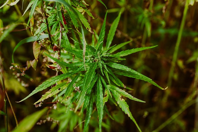 Hamp, Marihuana Plantage, Gryde