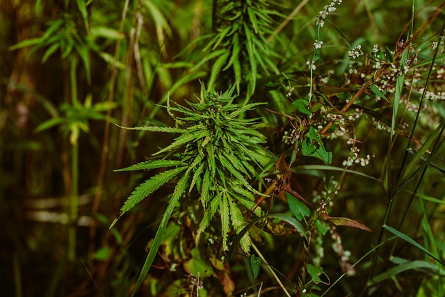 Hamp, Marihuana Plantage, Gryde