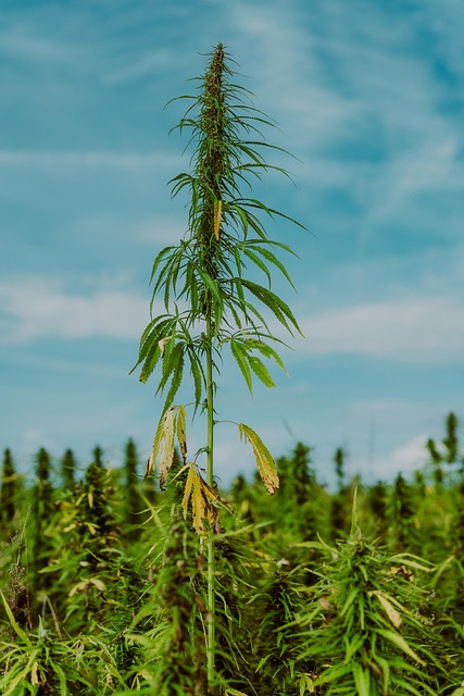Hamp, Marihuana Plantage, Gryde