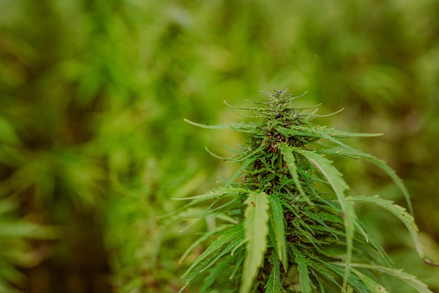 Hamp, Plantage, Forgiftning, Røg Pot