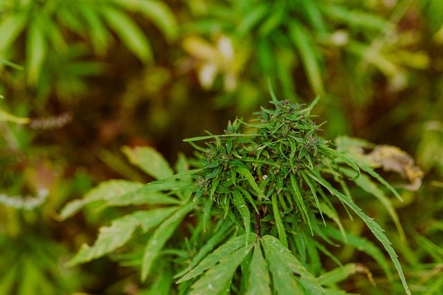 Hamp, Plantage, Forgiftning, Røg Pot
