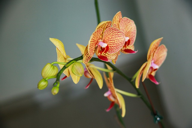 Free Orchids Flowers photo and picture