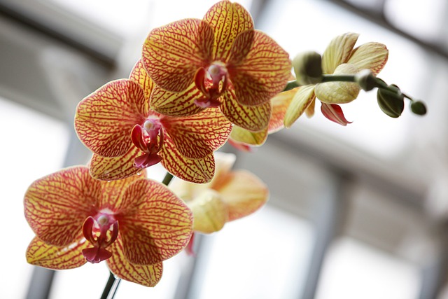 Free Orchids Flowers photo and picture