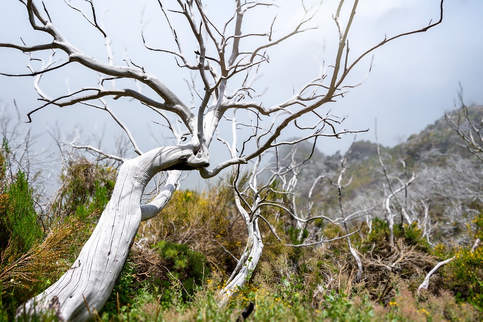 Journey to the Top: Scenic Drives and Hidden Gems in Madeira