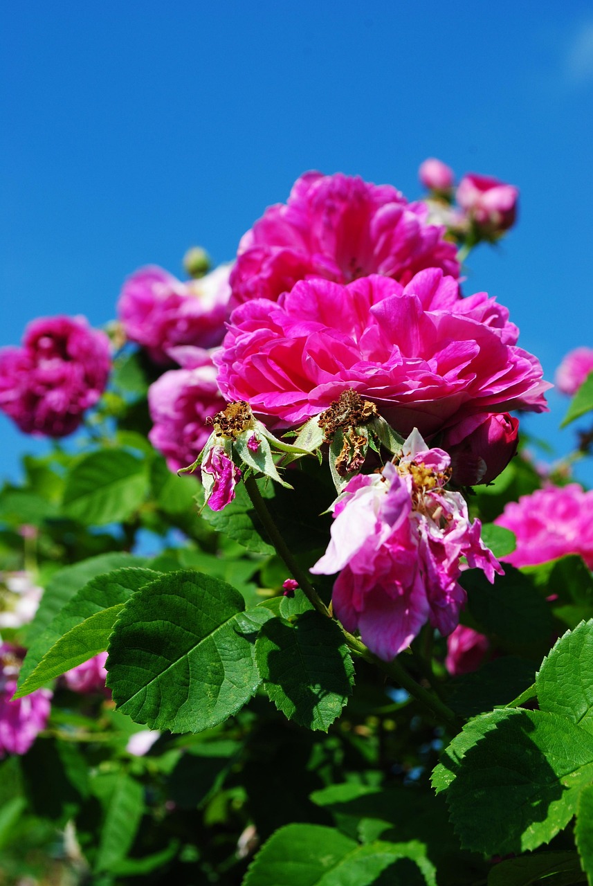 玫瑰 花朵 性质 - Pixabay上的免费照片 - Pixabay