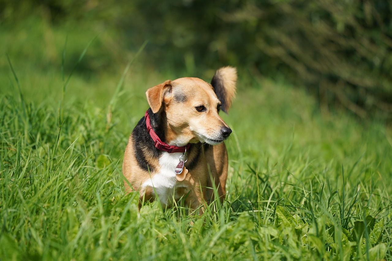 Cachorro Bicho De Estimação Canino - Foto gratuita no Pixabay - Pixabay