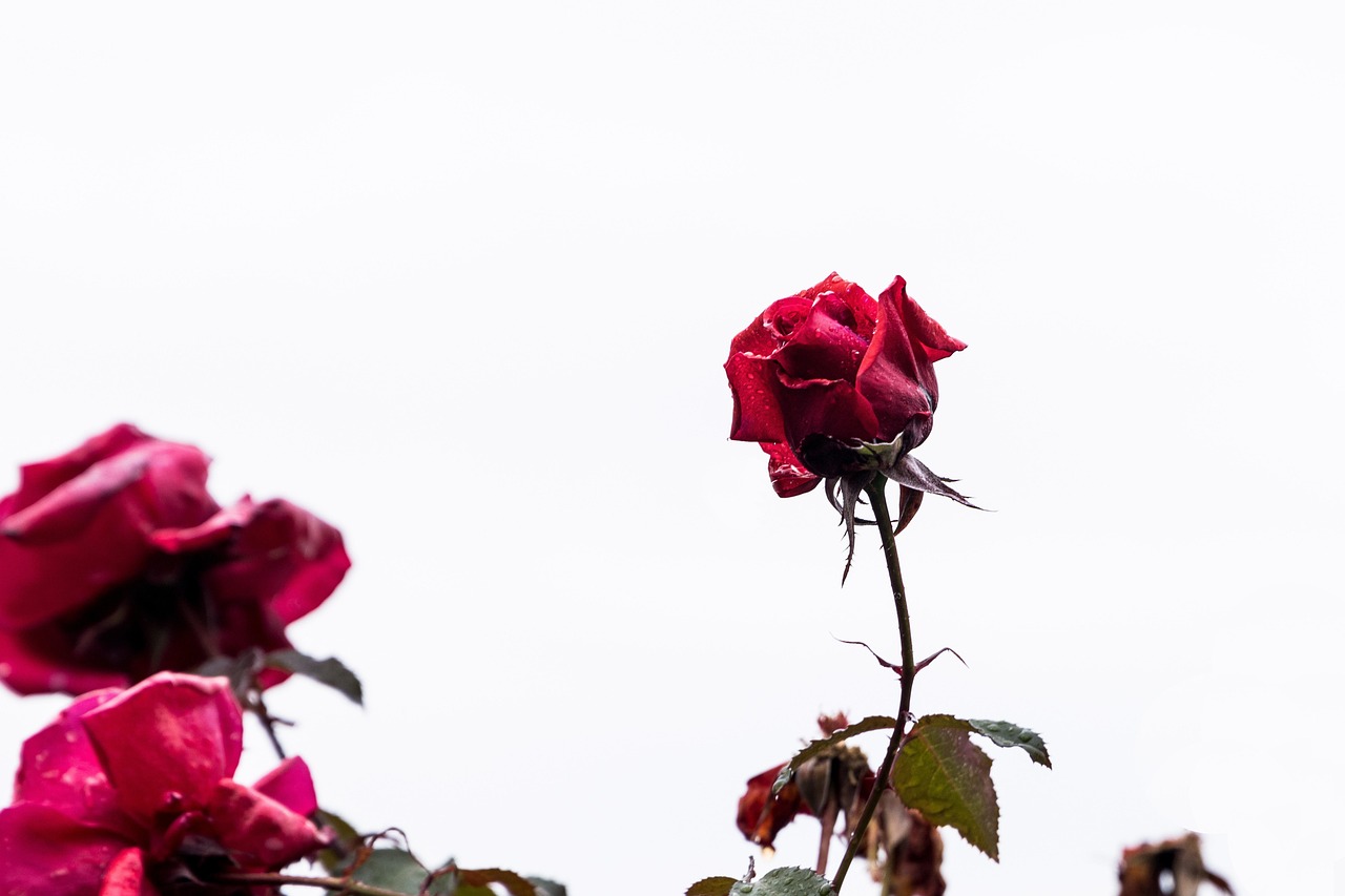 Rose Blumen Pflanze Rote - Kostenloses Foto auf Pixabay - Pixabay