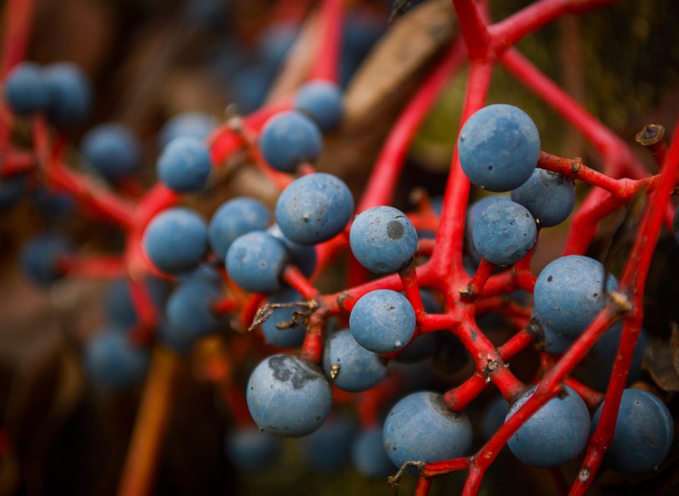 Virginia Creeper Baies Des Fruits Photo gratuite sur Pixabay