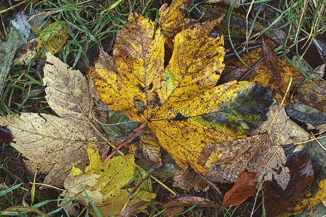 Free Forest Floor Maple Leaves photo and picture