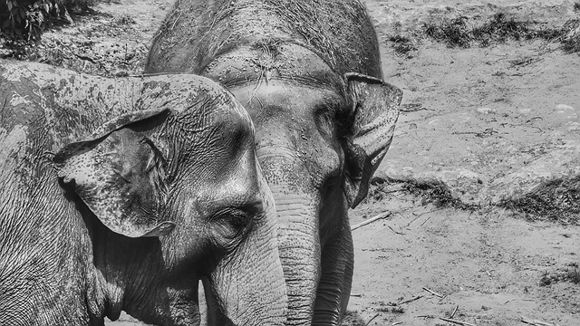 Free Elephants Animals photo and picture