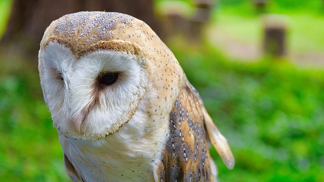 Uil, Vogel, Natuur, Portret, Klein, Gras