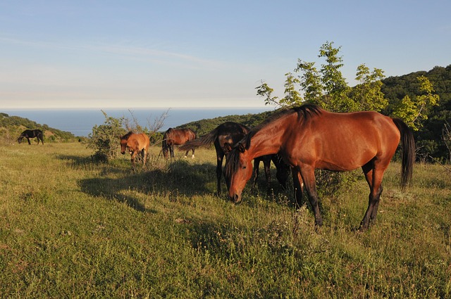 Free Crimea Sea photo and picture