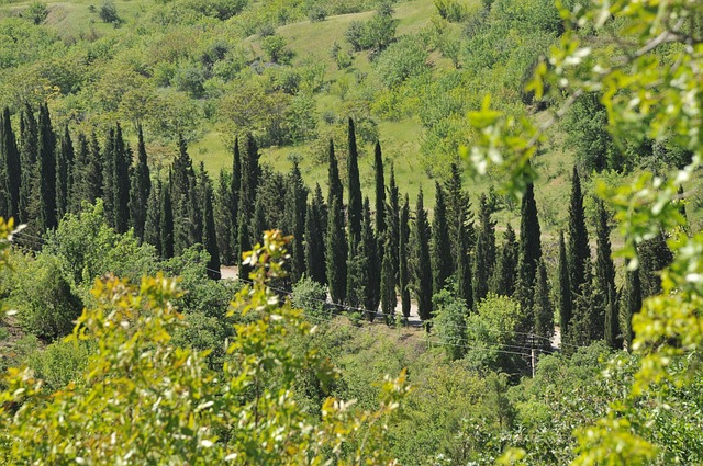 Free Nature Trees photo and picture