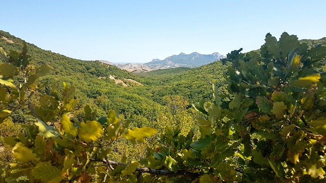 Free Crimea Forest photo and picture
