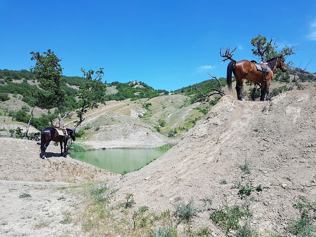 Free Horses Crimea photo and picture