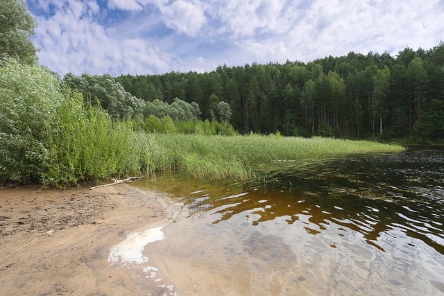 Lake, Die Natur, Wald