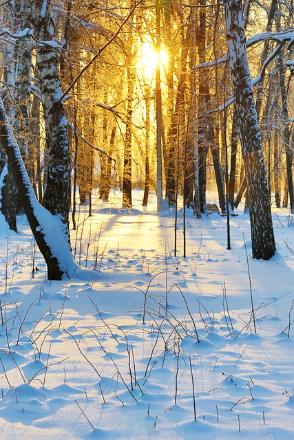 Winter, Sonnig, Wald, Schnee, Natur