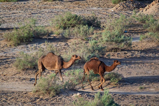 Animal Camello Desierto Parque - Foto gratis en Pixabay - Pixabay