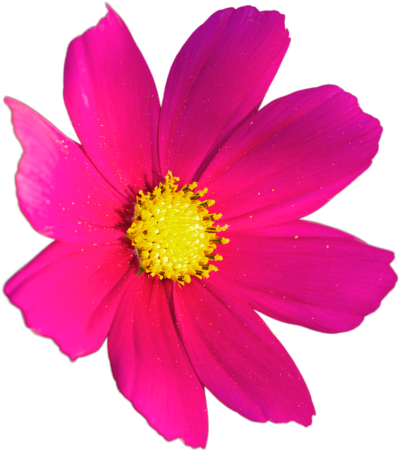 Free flower pink flower flower wallpaper illustration