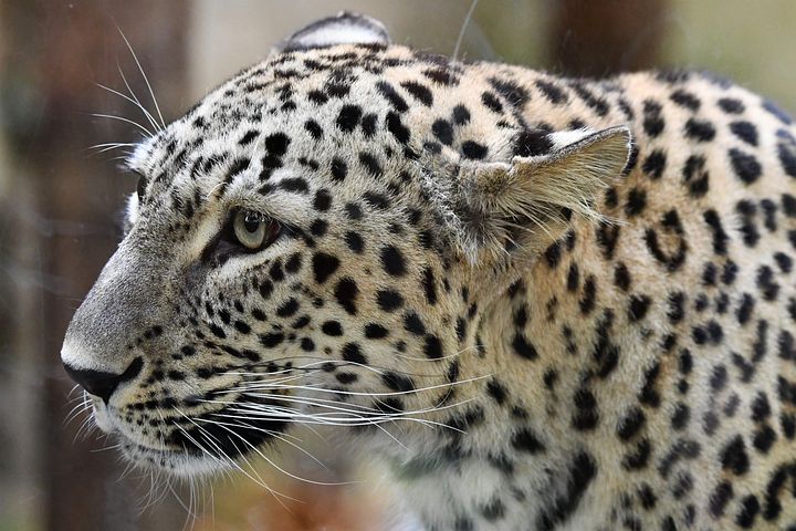 1,000+ Free Leopard &amp; Snow Leopard Images
