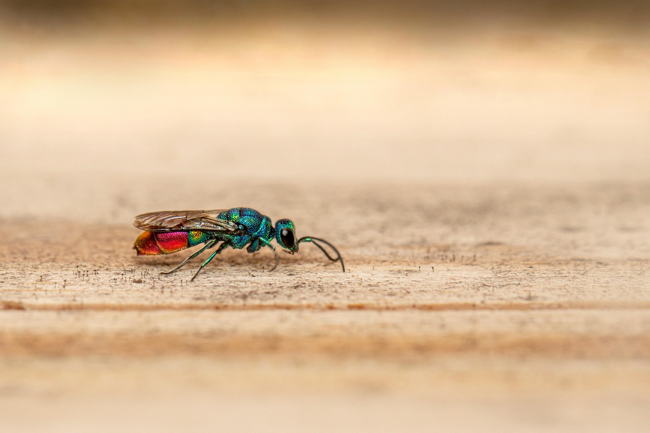 Cuckoo Wasp - free online jigsaw puzzle photo