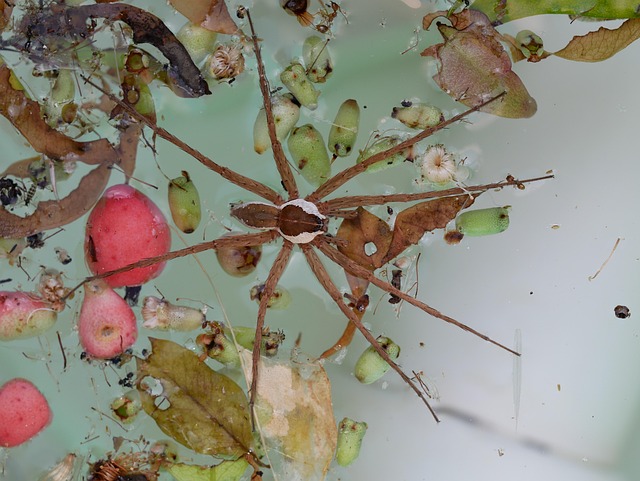 Free Spider Scary photo and picture