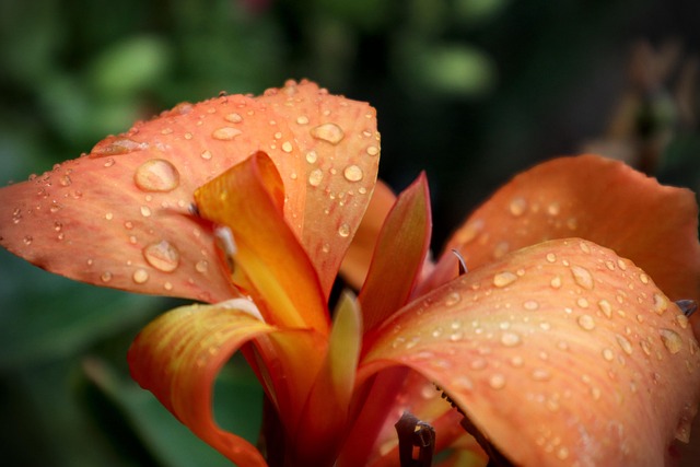 Blume, Blüte, Botanik, Pflanze
